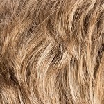 Gallery_foxy-darksand-rooted